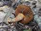 Mérges pókhálósgomba (Cortinarius orellanus), Pilis